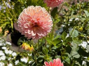 578 CRESTA VISTA Lane, Portola Valley CA 94028