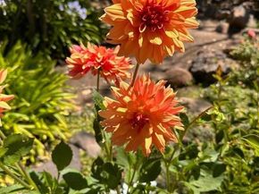 578 CRESTA VISTA Lane, Portola Valley CA 94028