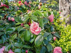 1412 Oxford St, Berkeley CA 94709