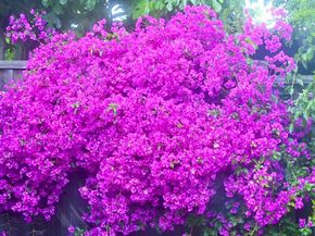 2726 Madeline Street, Oakland CA 94602