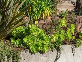 61 Cowper Ave, Kensington CA 94707