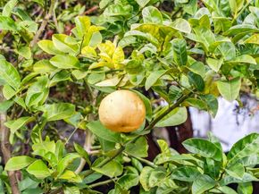 1108 E 33Rd St, Oakland CA 94610