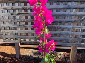 1909 Francisco Way, Richmond CA 94805