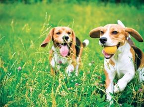 8 Loons Call 102, Plymouth MA 02360