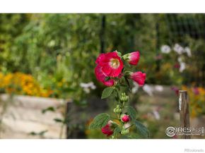 10741 Owens Street, Broomfield CO 80021