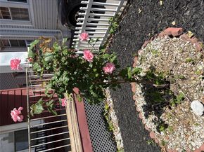 1712 Jarvis Avenue, Bronx NY 10461