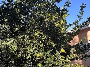 7327 N Loma Verde, Canoga Park (los Angeles) CA 91303