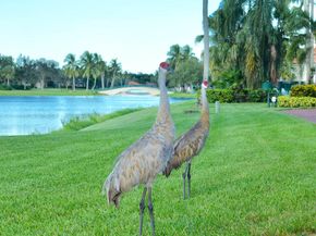 2861 Livingston Lane, West Palm Beach FL 33411