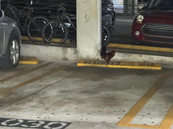 850 N Miami Ave 703, Miami FL 33136