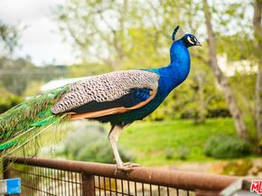 5949 Bonsall Drive, Malibu CA 90265