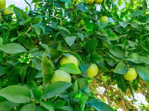 509 S Glenarbor, Santa Ana CA 92704