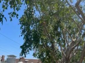 5429 Chesley Avenue, Los Angeles CA 90043