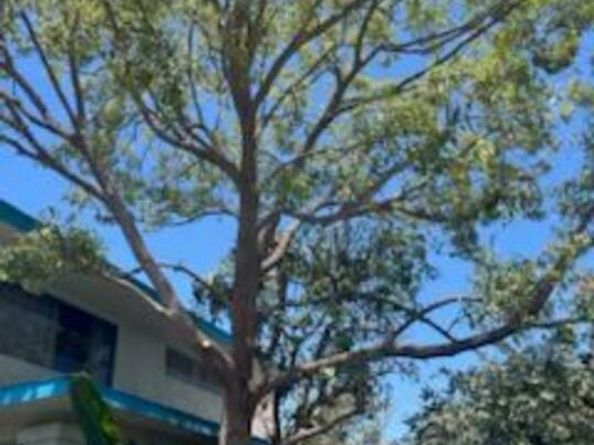 5429 Chesley Avenue, Los Angeles CA 90043