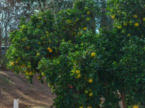 1037 Bushard Drive, Escondido CA 92029