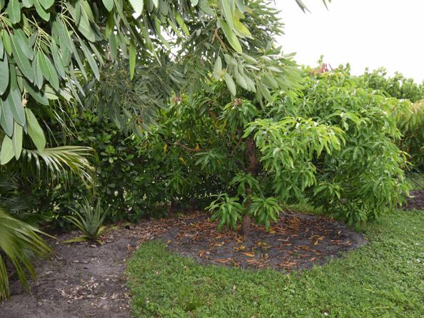 113 Burning Tree Lane, Boca Raton FL 33431