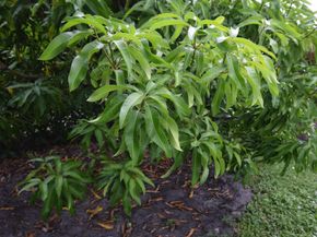 113 Burning Tree Lane, Boca Raton FL 33431