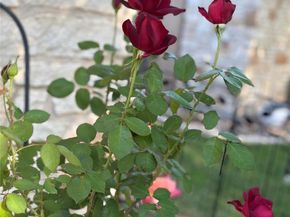 33 Oaks PL, Lago Vista TX 78645