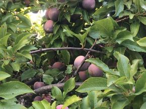 1723 Pheasant Drive, Hercules CA 94547