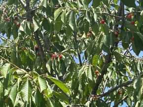 1723 Pheasant Drive, Hercules CA 94547