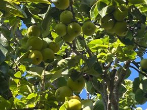 1723 Pheasant Drive, Hercules CA 94547