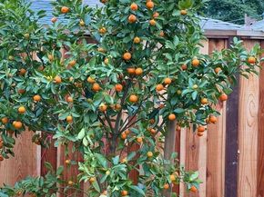 2121 Francis Avenue, Santa Clara CA 95051