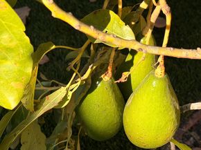 2121 Francis Avenue, Santa Clara CA 95051