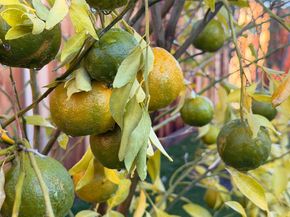 2121 Francis Avenue, Santa Clara CA 95051