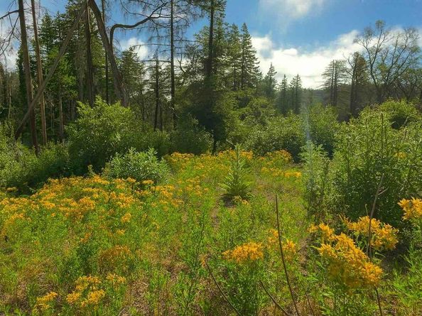 297 Robles Drive, Santa Cruz CA 95060