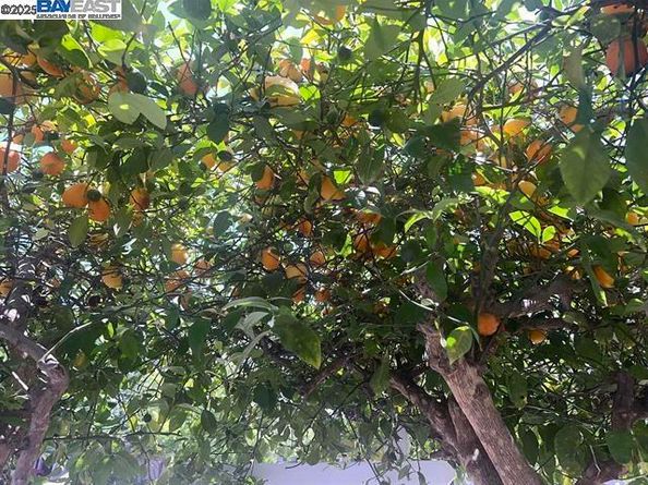 405 Thistle Cir, Martinez CA 94553