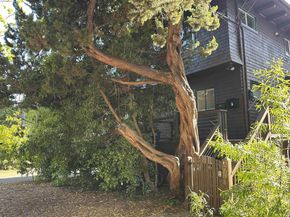 2638 Warring St A, Berkeley CA 94704