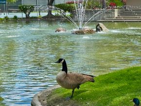 330 N Civic Dr 203, Walnut Creek CA 94596