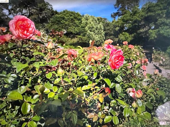 567 Oakland Ave. 101, Oakland CA 94611