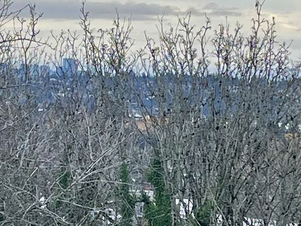 4916 30th Avenue S, Seattle WA 98108