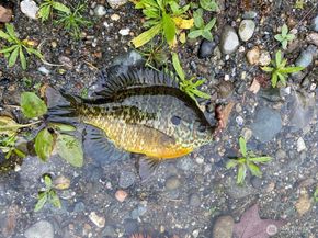 323 75th Street SE B10, Everett WA 98203