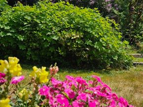 35414 34th Avenue S, Auburn WA 98001