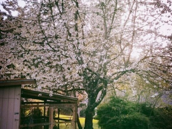 35414 34th Avenue S, Auburn WA 98001