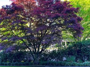 511 100th Avenue NE 111, Bellevue WA 98004