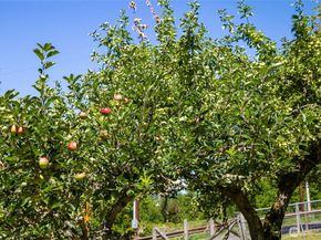 16832 McIntyre Road SW, Vashon WA 98070