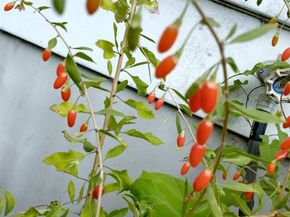 943 23rd Avenue, Seattle WA 98122