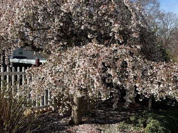 93 Morgan Street, Randolph MA 02368