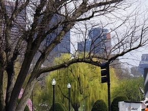 183 Commonwealth Ave. PH, Boston MA 02116