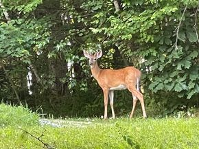 495 Winchendon Rd, Ashburnham MA 01430