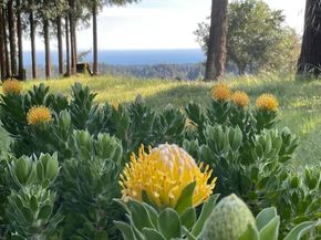 132 Pax Place Court, Aptos CA 95003