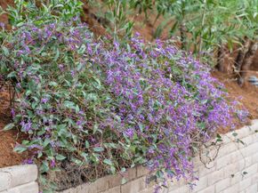 3032 Arguello Drive, Burlingame CA 94010