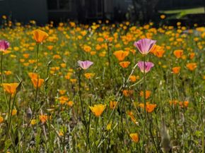 155 Keller Drive, Boulder Creek CA 95006