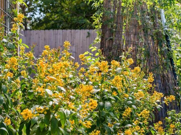 4607 Kitty Ave, Austin TX 78721