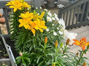 245 Trenton Road, Fairless Hills PA 19030