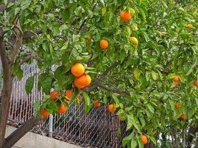 10851 Ironwood Rd, San Diego CA 92131