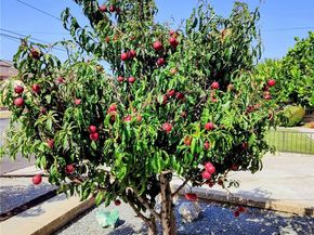 421 E 219th, Carson CA 90745