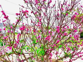 421 E 219th, Carson CA 90745